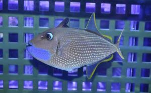 遅くなりましたがアクアテイラーズサッポロファクトリー店海水・パルダブログ