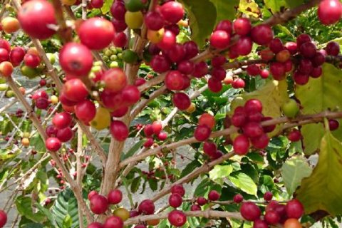 コーヒーの木が種子から育つまでの流れを徹底解説コーヒーおすすめ