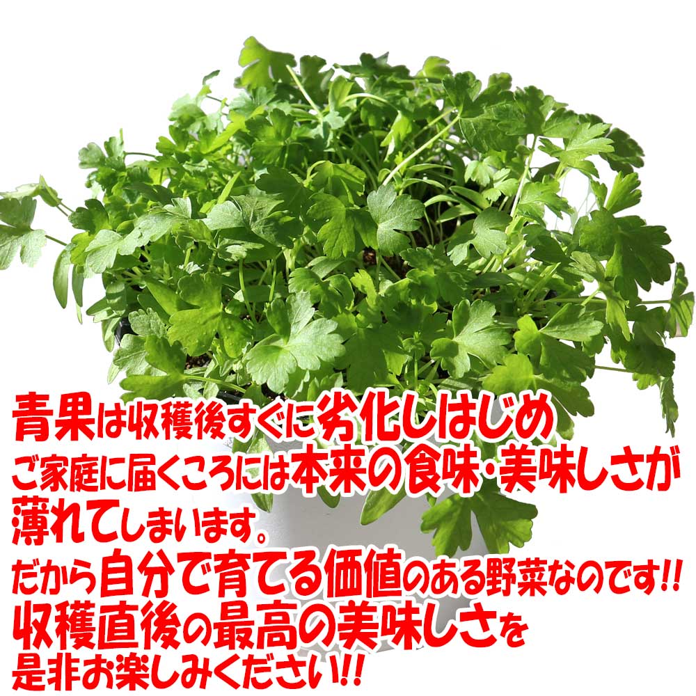 パセリの育て方ホームセンターHowTo情報