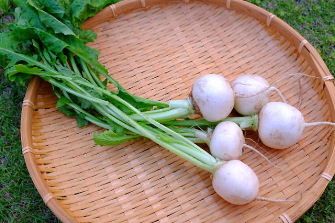 七草粥を食べる意味や由来とは？春の七草の種類、基本＆食べやすいレシピも紹介Shufoo!プラス