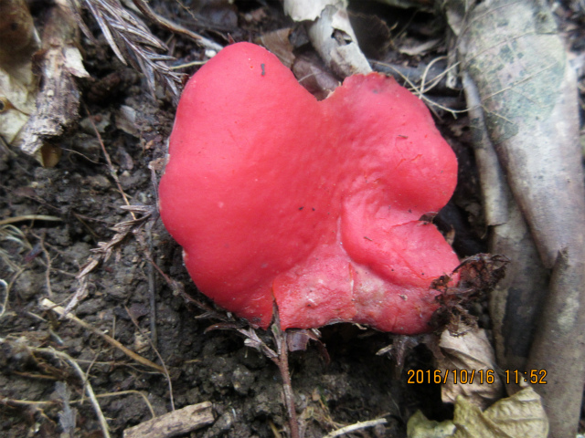 札幌近郊のきのこ