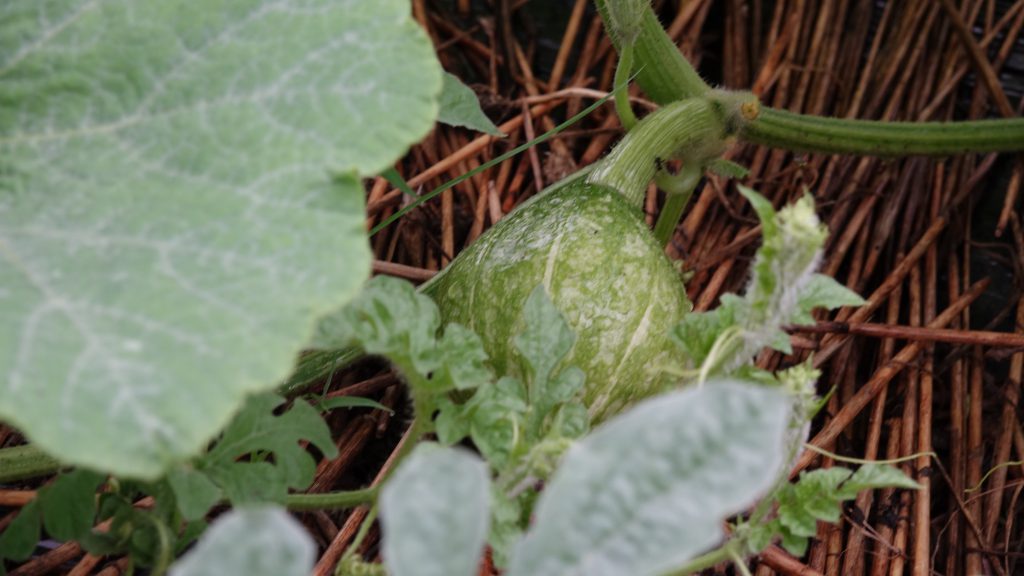 そうめんかぼちゃが早くも収獲 - gooブログはじめました