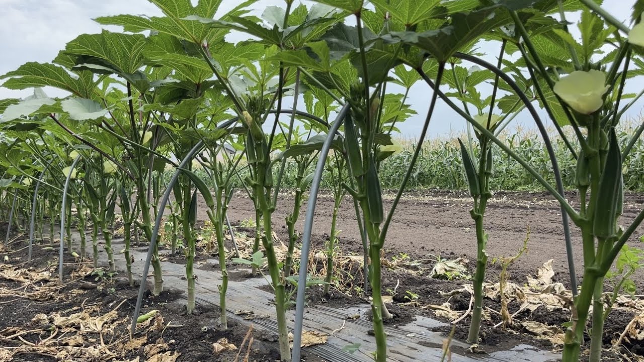 オクラの育て方無料イラスト素材素材ラボ