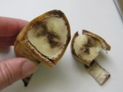 バナナのカビ：見分け方、予防、そして安全な食べ方