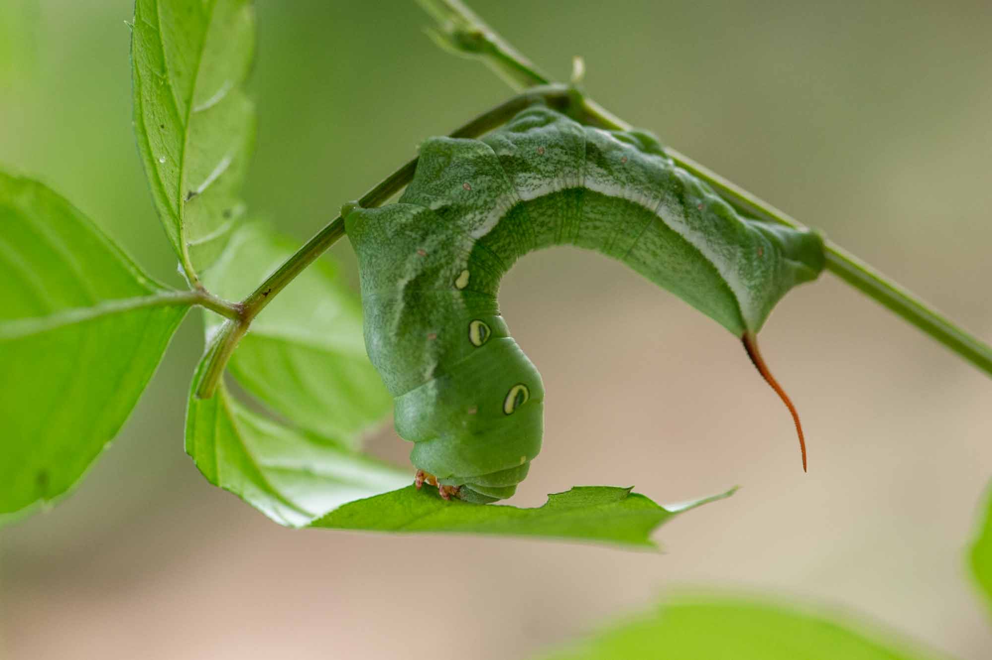 昆虫食国産 冷凍 オオスズメバチ 幼虫100g昆虫食 冷凍 の通販 ならバグズファーム