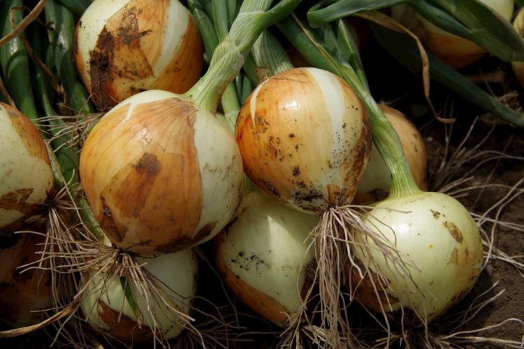 ホーム玉ねぎ 植え付け～収穫まで 球根から簡単に育てる玉ネギ栽培 初心者向け おまけのチューリップの話でマロ夫のテンション爆上がり ホームタマネギの育て方 オニオンセット プランター栽培 ポタジェ- YouTube