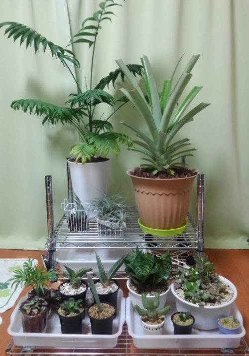 パイナップル・ピーチパイン今年2回目の収穫と植え替え 8月1日・5日はやて号の栽培雑記