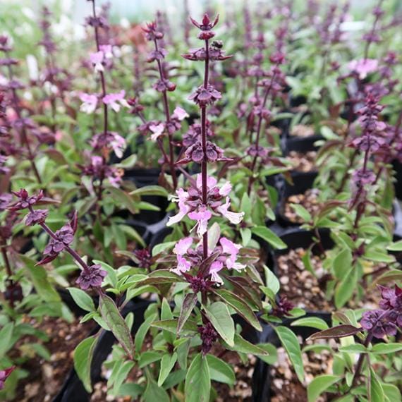 タイバジルの写真素材写真素材なら「写真AC」無料 フリー ダウンロードOK