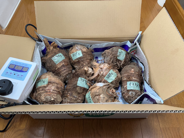 サトイモの芽出し作業！籾殻燻炭、米糠、牛糞 失敗しないために事前に予習しましょう☆ – 菜園ナビまとめ