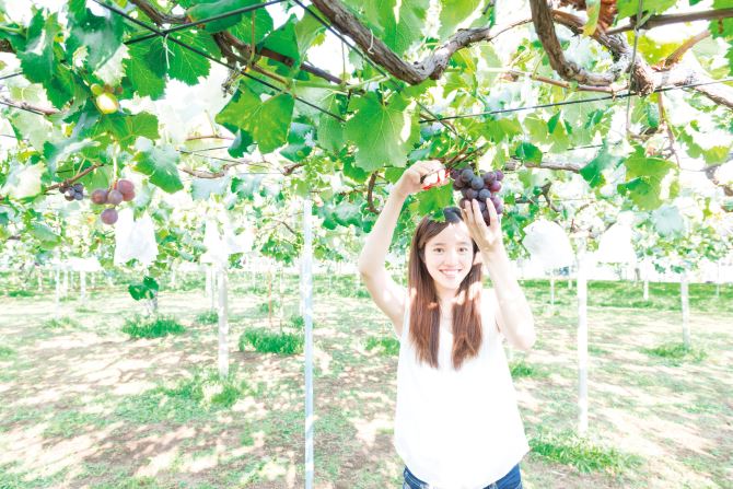 日本国内の果物狩り年間スケジュール！フルーツ別に旬の時期・産地を徹底解説アクティビティジャパン