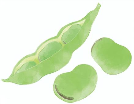 そら豆」の3万点のロイヤリティフリー画像、写真素材、絵Shutterstock