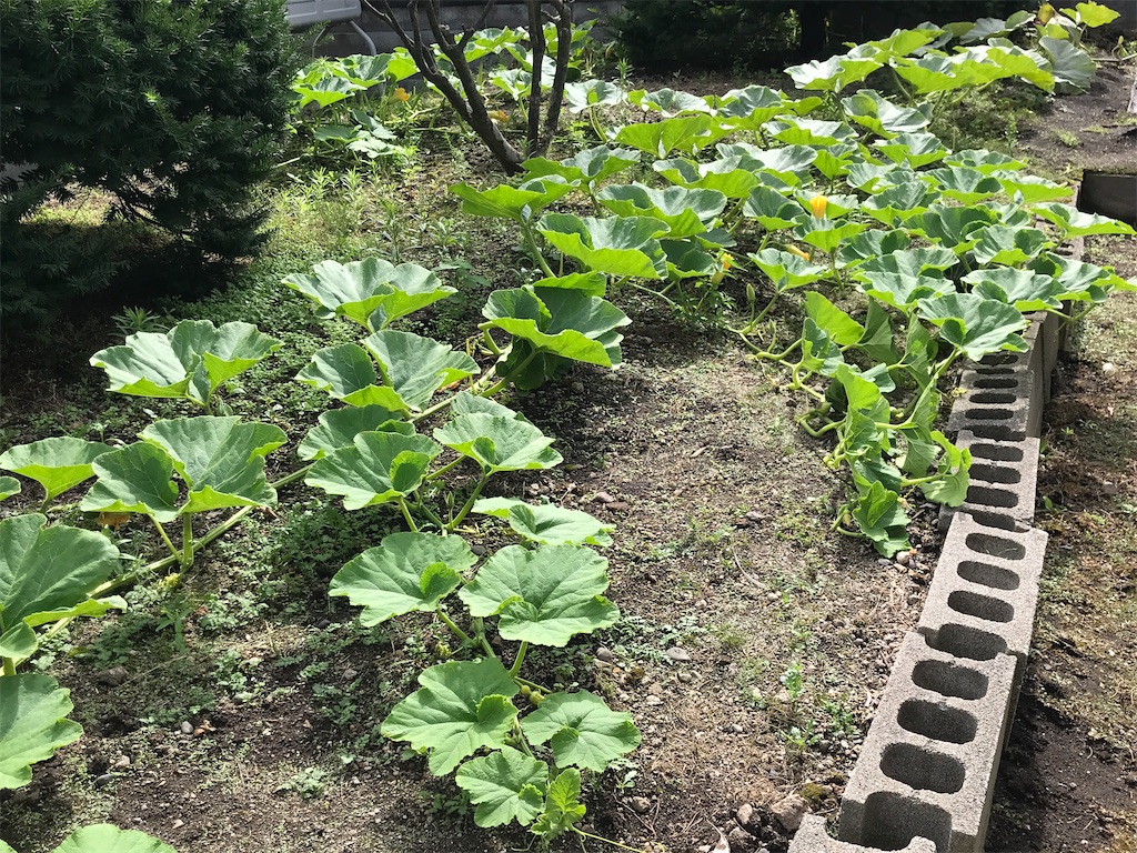 今だから始めたい家庭菜園 冬至かぼちゃを栽培してみよう！ - ノウキナビブログ農機情報をお届け中