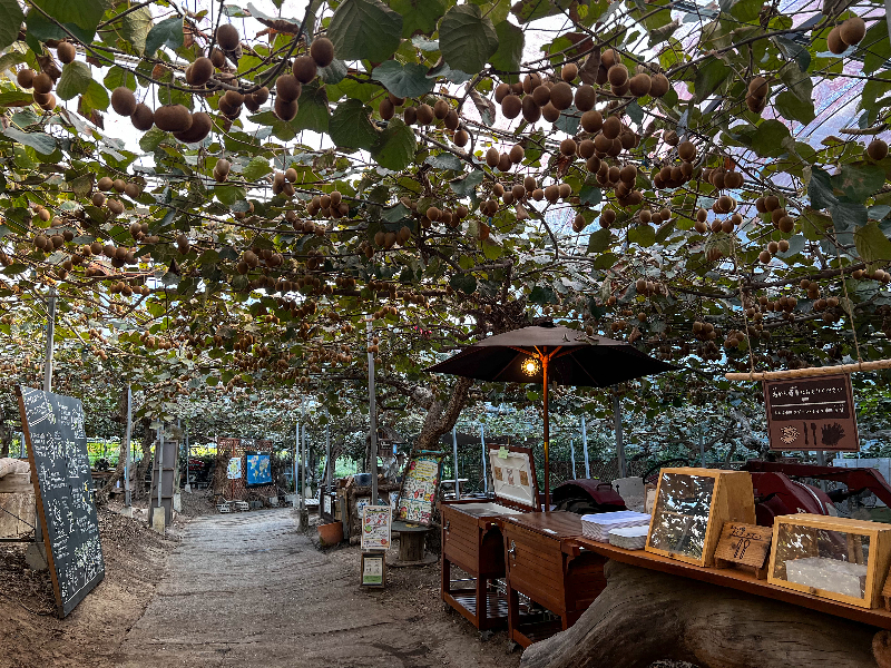 日本で2羽の珍鳥・キーウィ。翼のない姿が「まるでぬいぐるみ」と話題ウォーカープラス