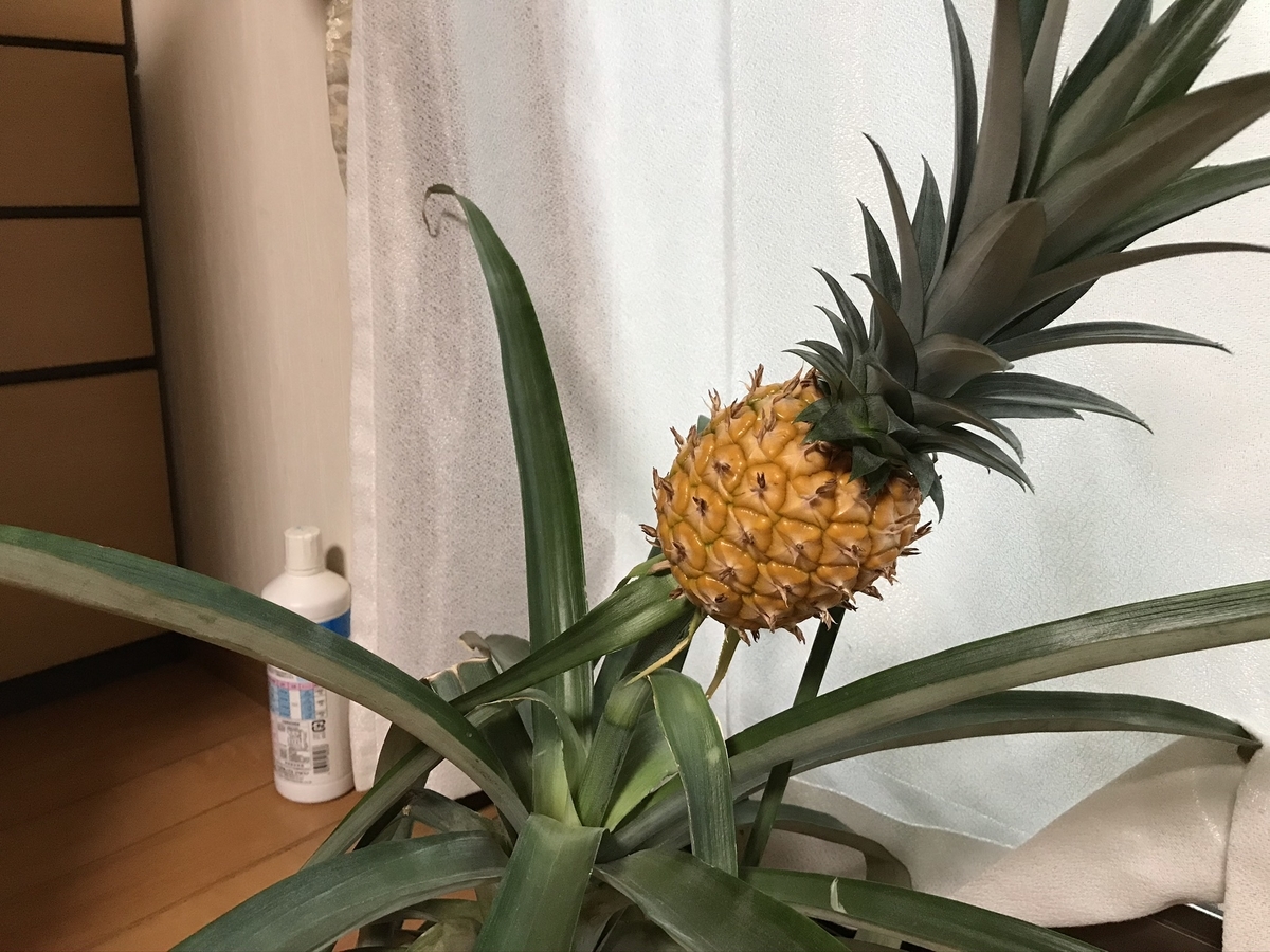 パイナップルの再生栽培記録 1 - 茎の水栽培から鉢植えにするまで - ボタニーク
