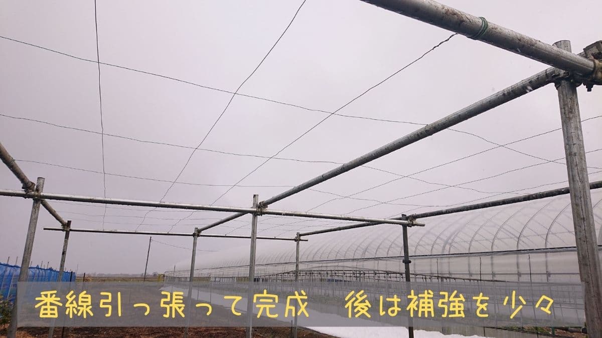 農家が教えるキウイの育て方 初心者でも簡単に栽培できるフルーツNo.1！マイナビ農業