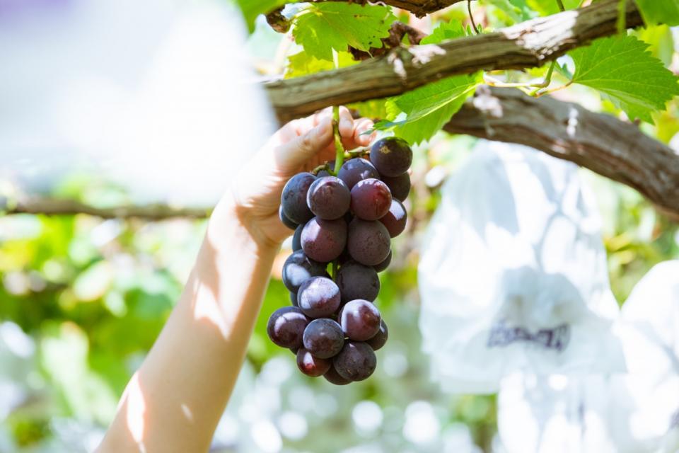 山梨県の夏の味覚&果物狩り！さくらんぼ狩り・桃狩り・野菜収穫体験などるるぶKids