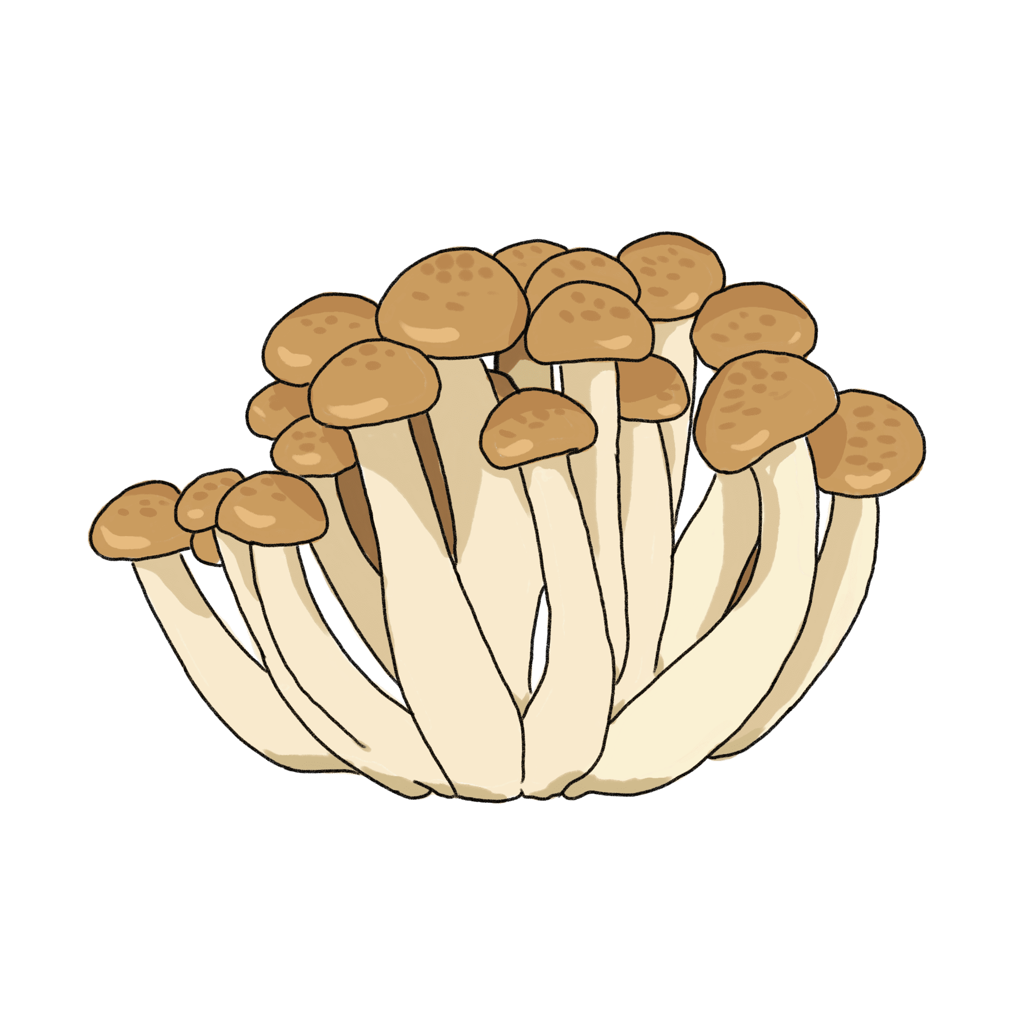 本しめじの写真素材写真素材なら「写真AC」無料 フリー ダウンロードOK