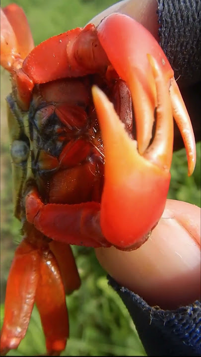 カニ泡ソープディスペンサーミチル＆ほぼ日 架空が実在する雑貨店 - ほぼ日