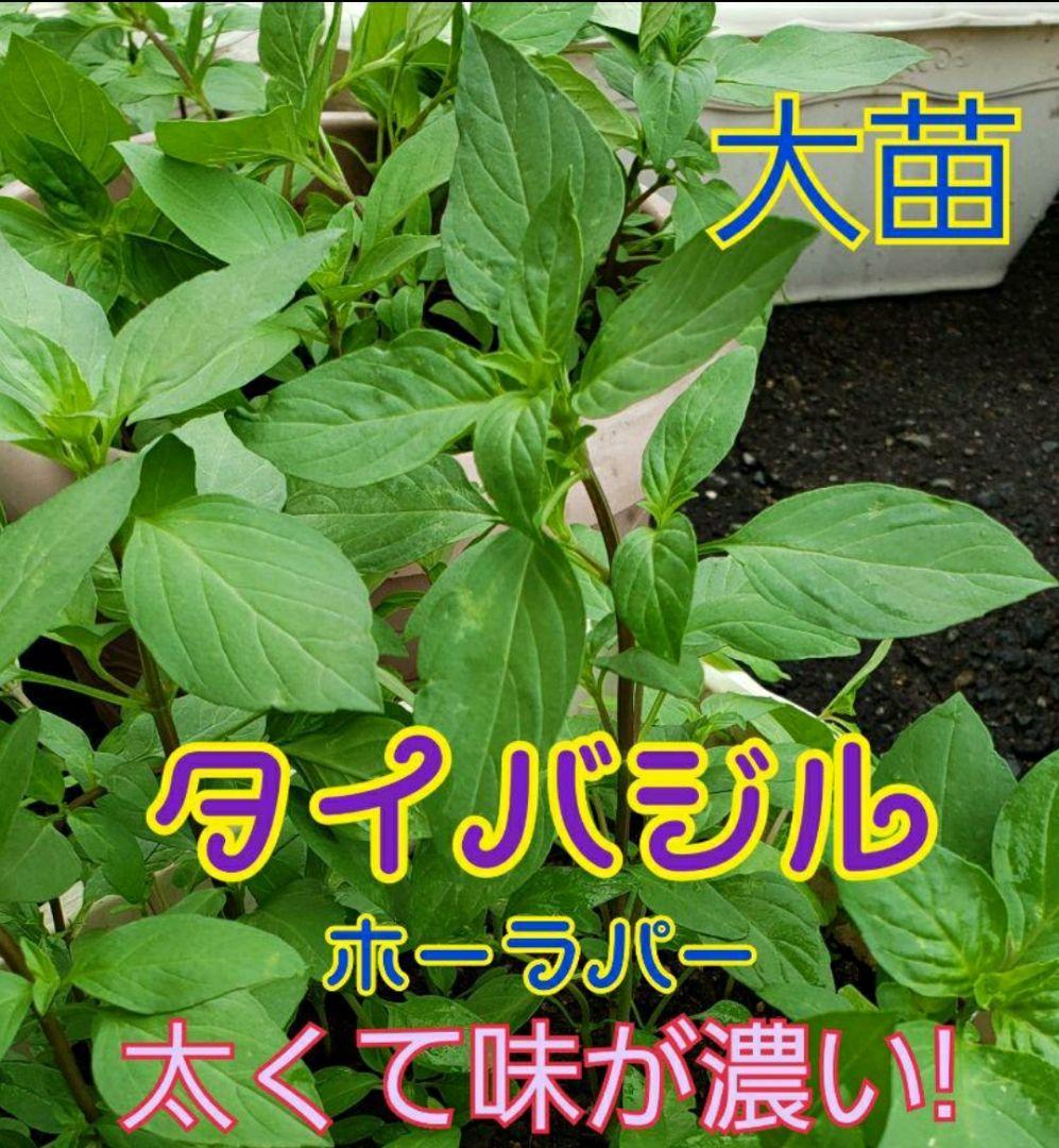 冷凍 スイートバジル ホラパー ホーラパー タイバジル バジ ル 沖縄県産 有機肥料 直送 経済的 300g✕10パック - メルカリ