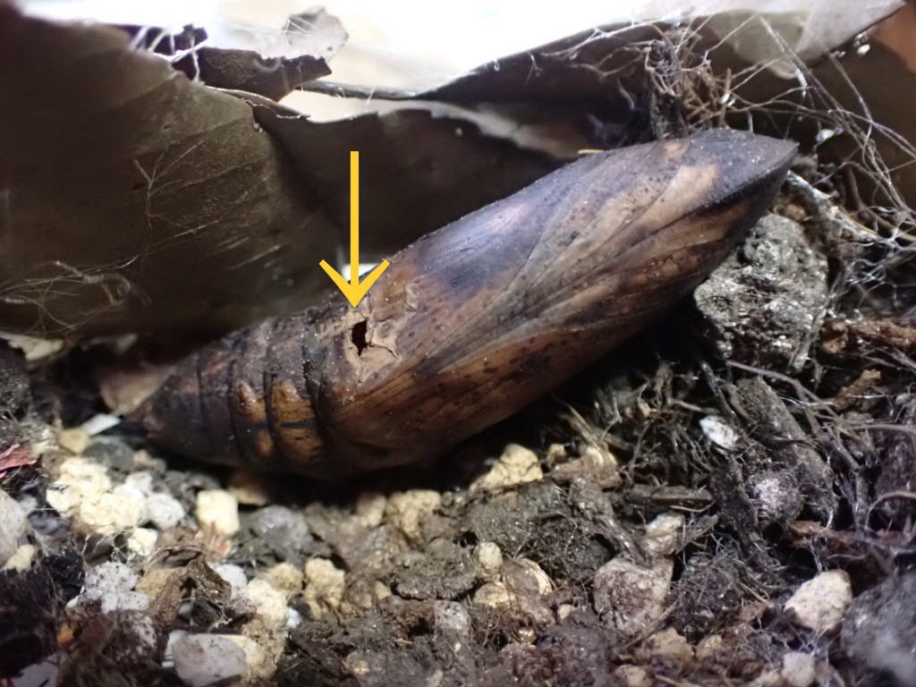 昆虫食は世界を救う？長谷川 洋聖徳大学附属小学校