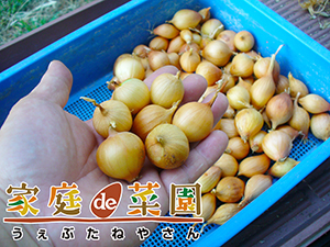 タマネギ ホームタマネギ種 タネ ,球根,苗,資材,ガーデニンググッズの通販はサカタのタネ オンラインショップ