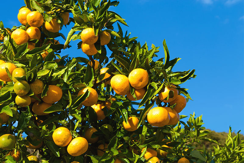 葉っぱ付きみかん 写真素材1772360- フォトライブラリ
