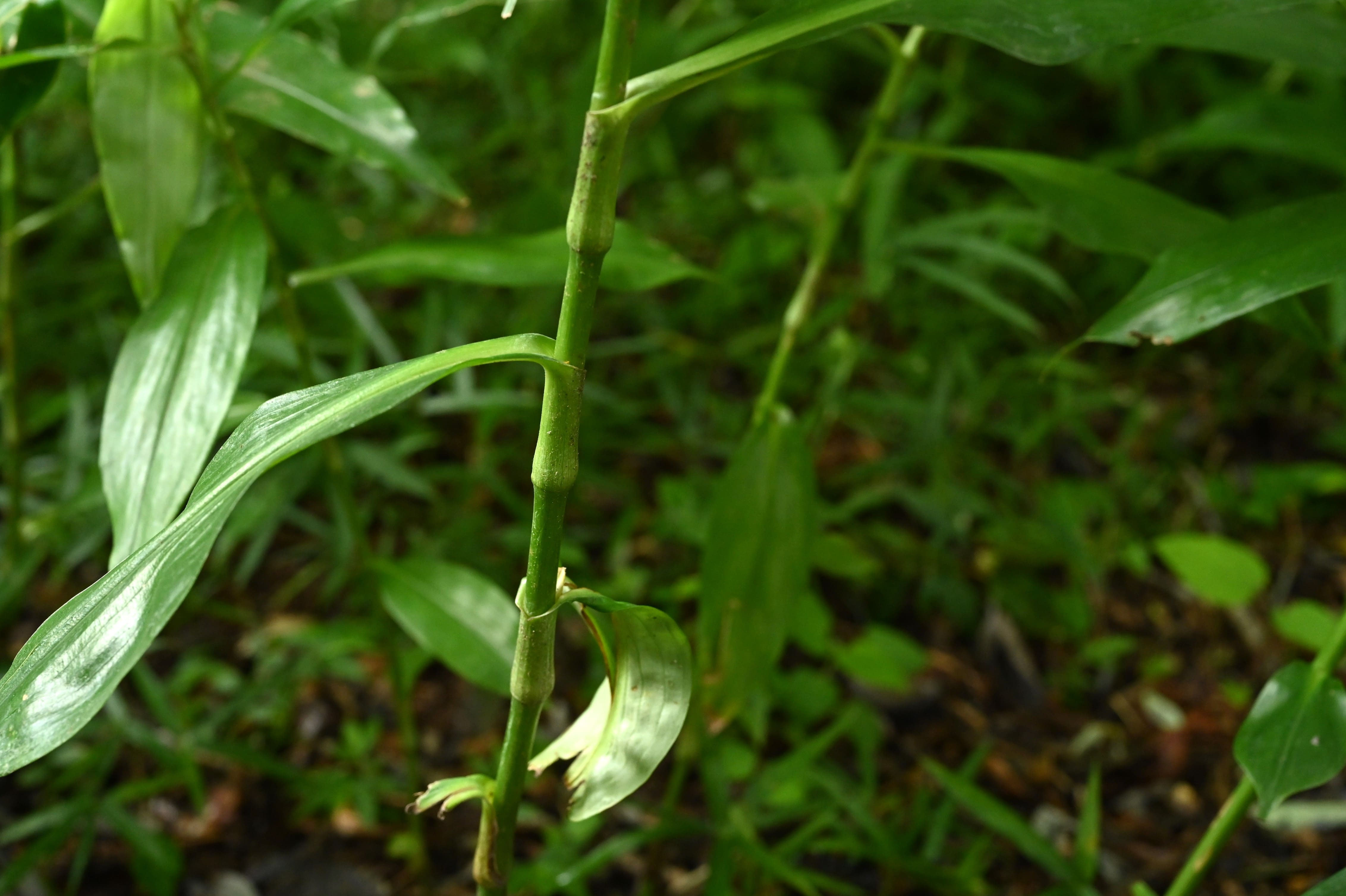 ミョウガの妖精」と呼ばれる渡り鳥、ヨシゴイを知っていますか？自然観察・昆虫BE-PAL キャンプ、アウトドア、自然派生活の情報源ビーパル