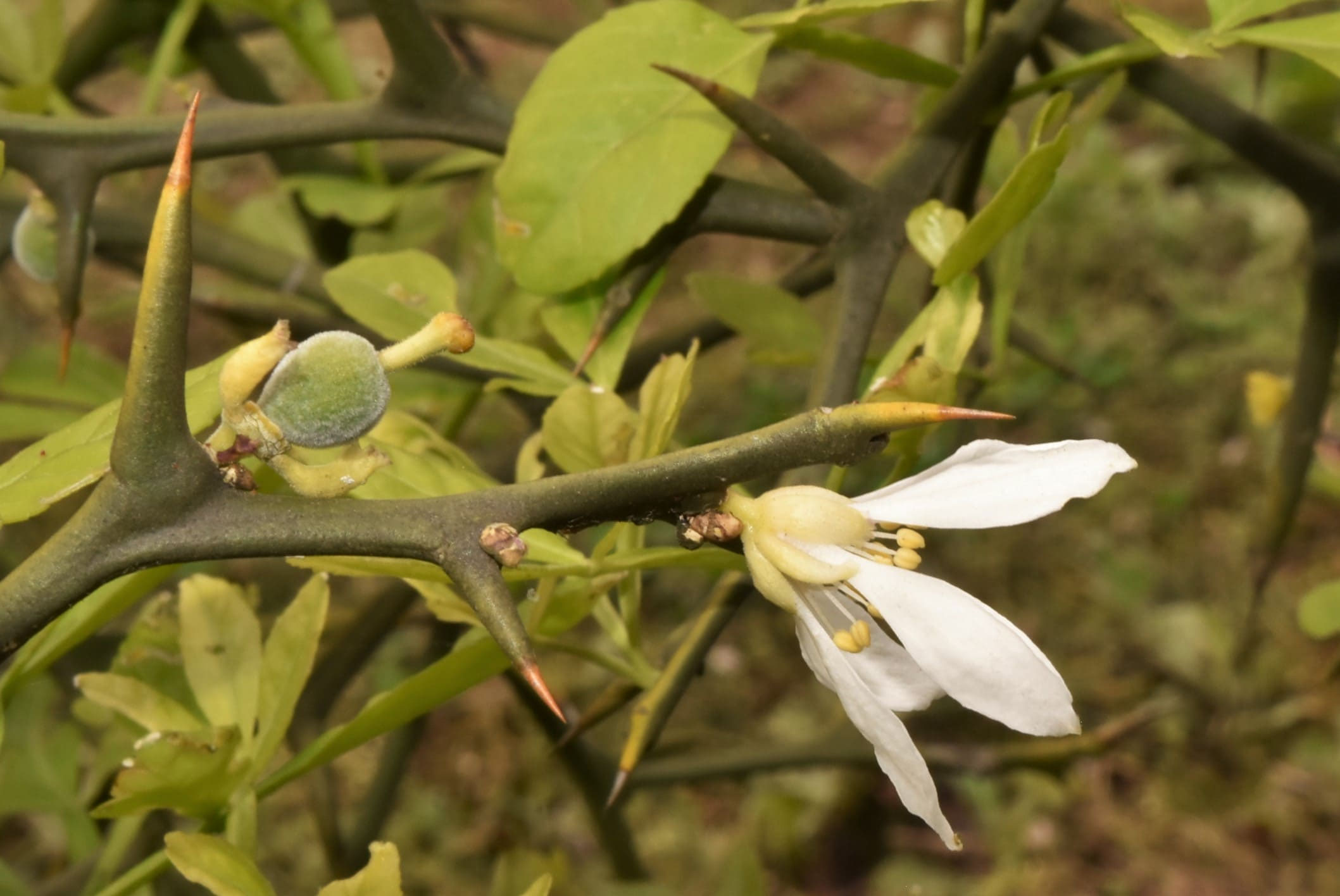 桑の実ってどんな味？特徴や食べ方についても解説！クラシル