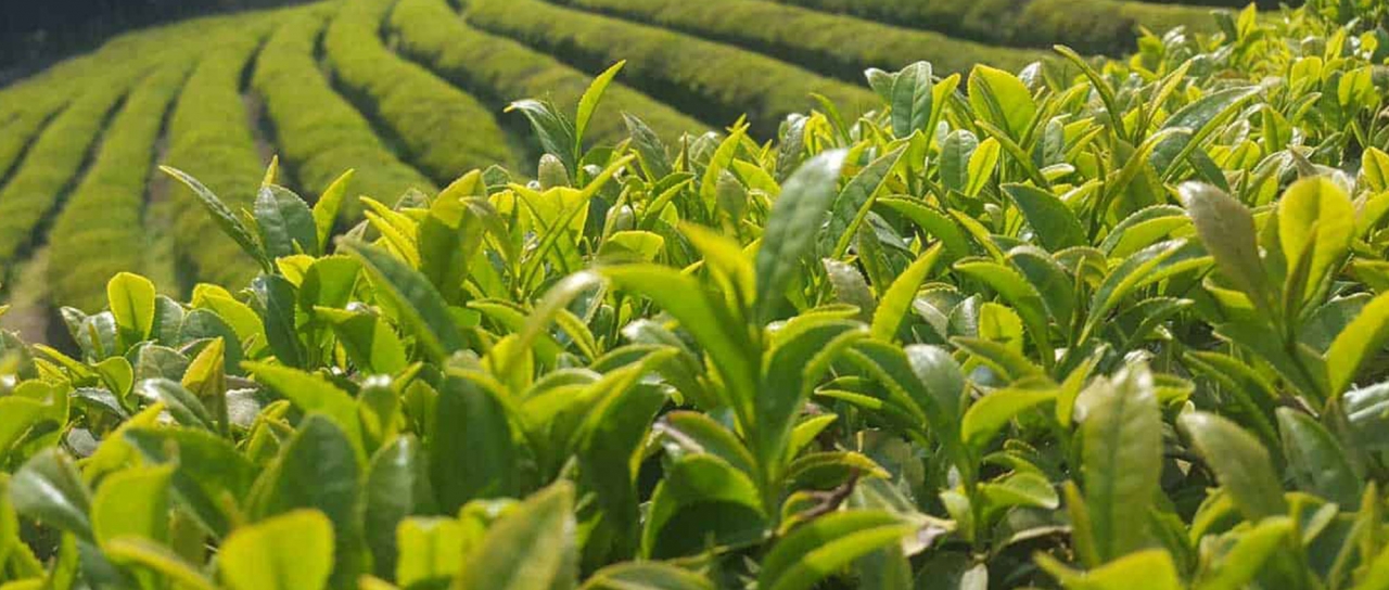 イェルバ マテ YERBA MATEHerb兵庫県神戸市のハーブティーならOrganic Herbal BulkShop &TeaRoomBownim