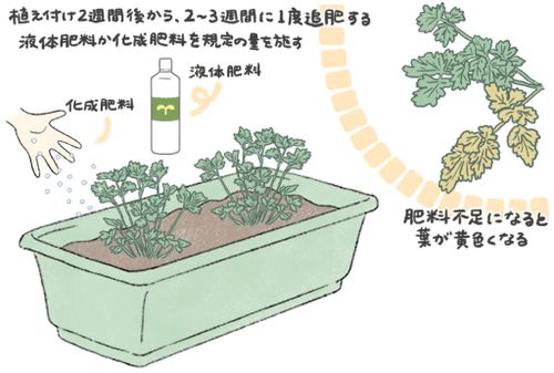 農家が教えるパセリの栽培方法 栄養たっぷり！ 長く収穫できる育て方マイナビ農業