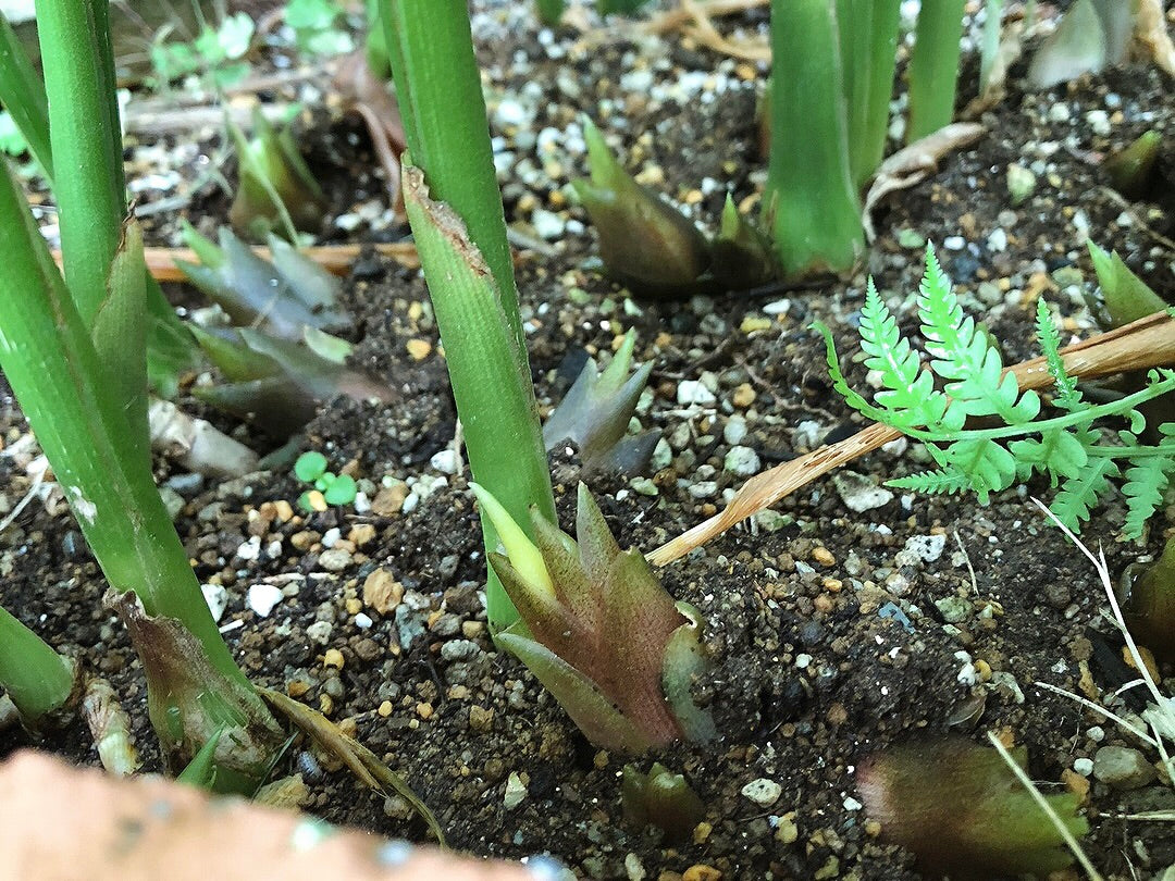 夏が旬のみょうが、寄生虫による食中毒リスクに注意!食べ過ぎると物忘れがひどくなる?ポイント交換のPeX