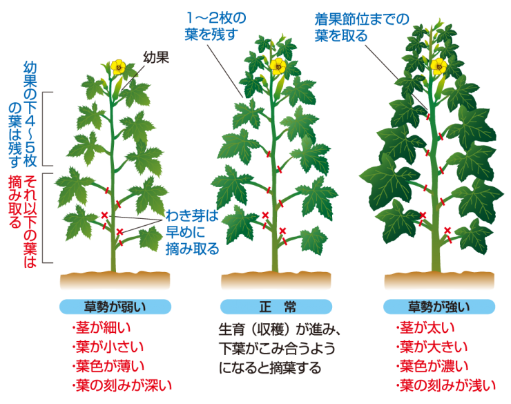 オクラの育て方種まきから収穫までを初心者向けにわかりやすく解説コーナンTips