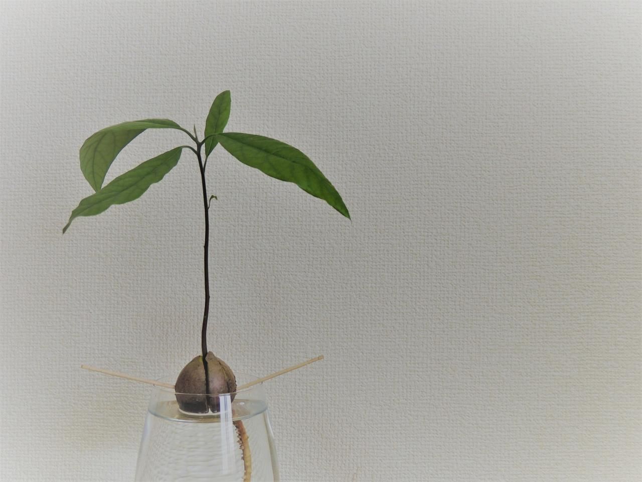 果樹栽培アボカドの育て方 種から発芽させてアボカドを栽培しよう!植物とあなたをつなぐPlantia