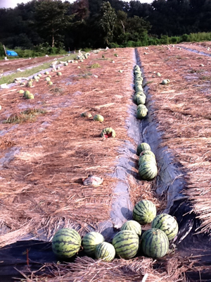 スイカ栽培の方法 摘芯 摘心 ・摘果農家web
