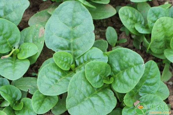 適合陽台種植的蔬菜木耳菜，好種與病害，wood ear vegetables suitable for balcony planting 种菜新鲜采摘 园艺 再生栽培 推薦 gardentips - YouTube