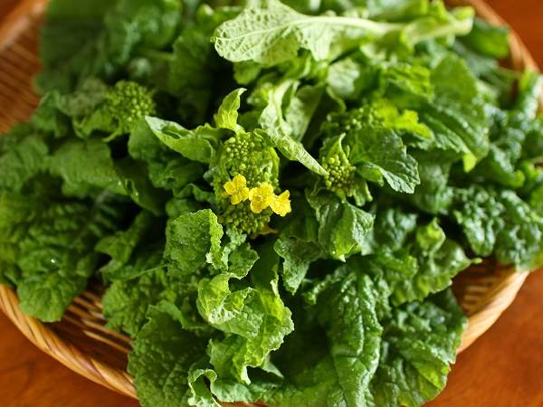 カラシナ セイヨウカラシナ あおはくたき