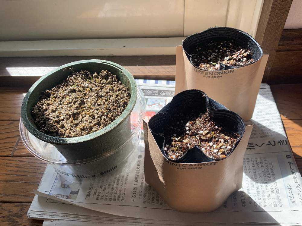 ミニキャロット – 商品別育て方情報 ニチノウのタネ