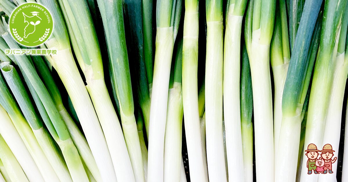 先住ネギ せんじゅねぎ ・白ねぎ:旬の野菜百科