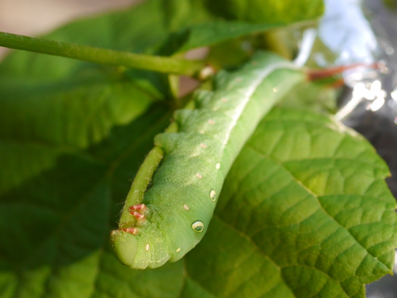 子供のスズメじゃなくて小型のスズメガ『コスズメ』風人の虫部屋