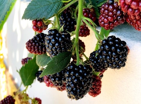 種類3：3セット 洋菓子 焼き菓子 ギフトジュエル 3個入り セット 3つの輝き 辻利抹茶 フランポワーズ ショコラショコラティエーム「 可愛い 洋菓子 かわいい 送料無料 お菓子 おしゃれ 人気 美味しい お返し プレゼント スイーツ 祇園辻利 つじりの里 ぎおん