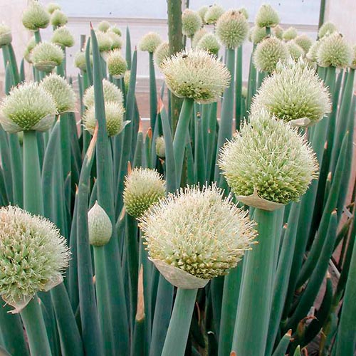 ネギに花が咲きそうです。栽培中の葱がとう立ちした時の対処法!田舎暮らしブログ