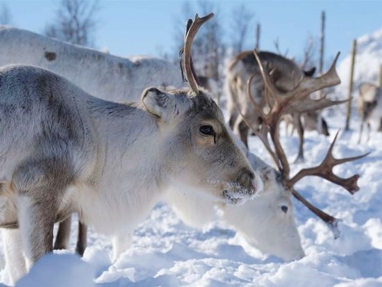 Rudolph the Red Nosed Reindeer - 赤鼻のトナカイ - Christmas Songakiurara cover歌詞付き・訳詞付き 英語ver. DTM DAW