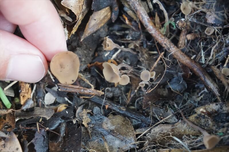 ハンノキクズチャワンタケを分解するきのこびと