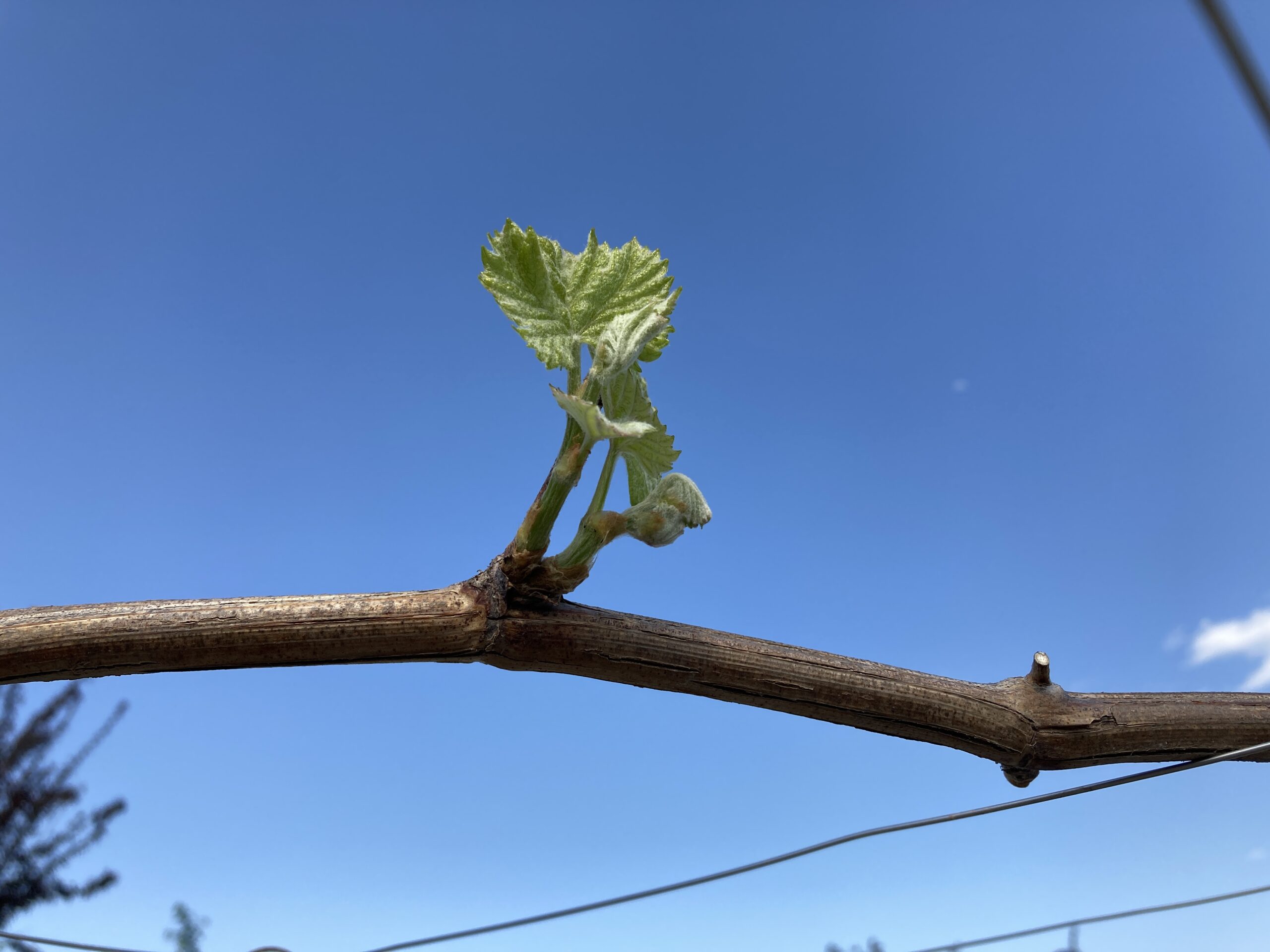 ぶどう栽培初心者です。去年夏にホームセンターで買ったシャイ 園芸相談Q＆Aみんなの趣味の園芸