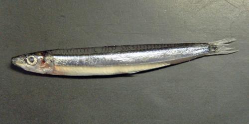 キビナゴグルメ・お土産公式 鹿児島県観光サイト かごしまの旅