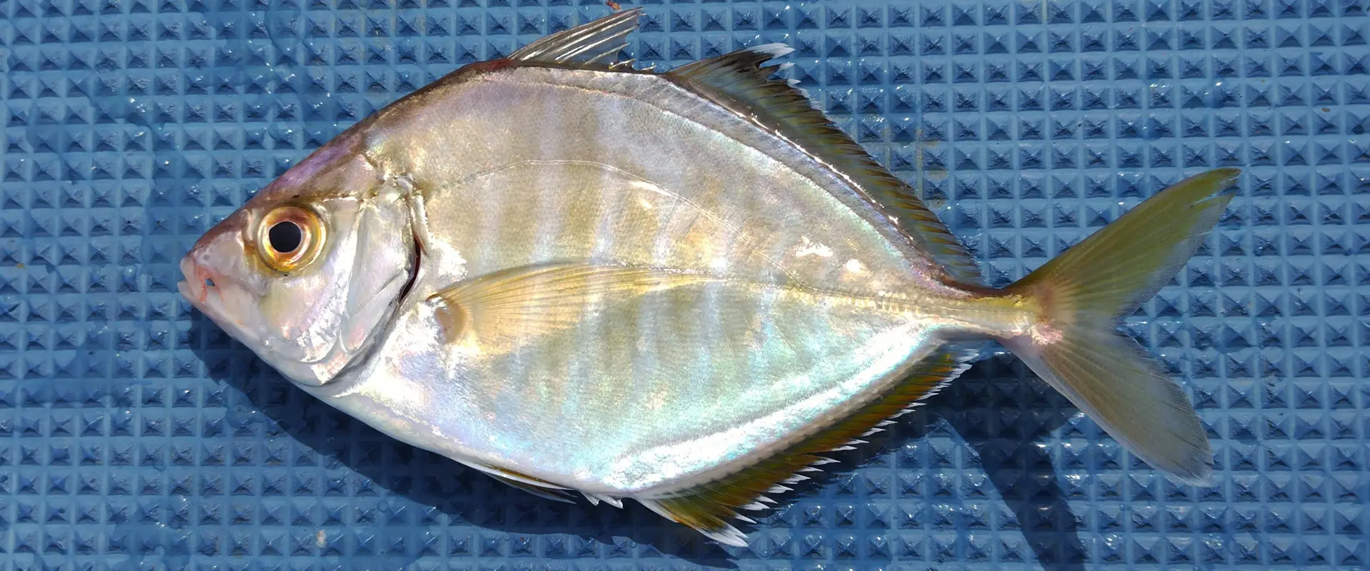 食った食ったシリーズ メッキをたくさん食べてみた - 波止釣りはじめました