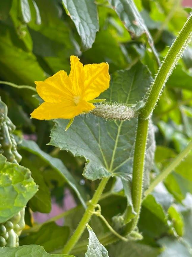 野菜の花」その２株式会社ＥＡリサーチ
