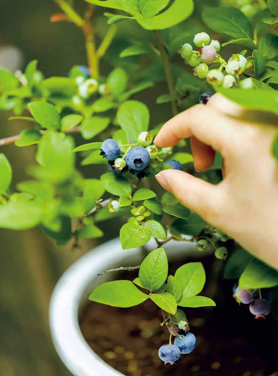 元気に育てて、収穫スタート！2年目からの ブルーベリー・スタディ花ごころメディア花ごころ