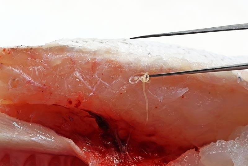 アジにアニサキスがいる確率は？刺身やなめろうは危険！見つけ方や対策まで徹底解説 - つりはる〜釣り情報発信メディア