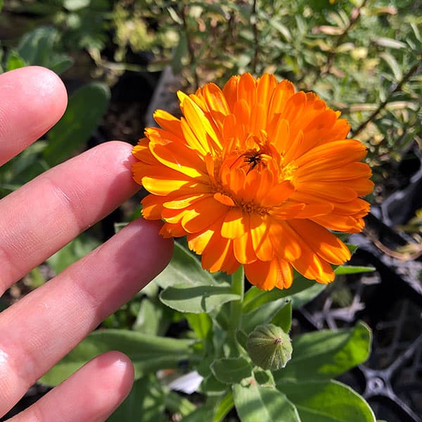 エディブルフラワー・カレンデュラ ORANGE FLASH固定種約50粒